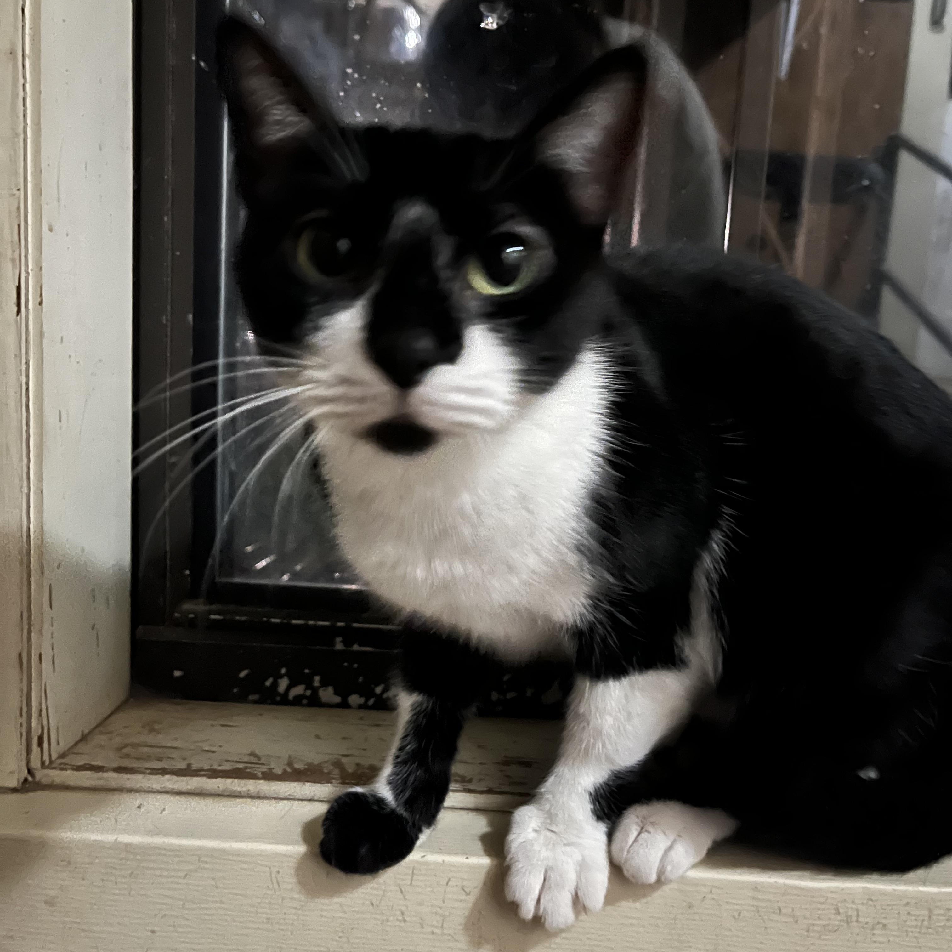 Enlarge Janie, a Adoptable Domestic Short Hair in Hammond, LA image 2/5