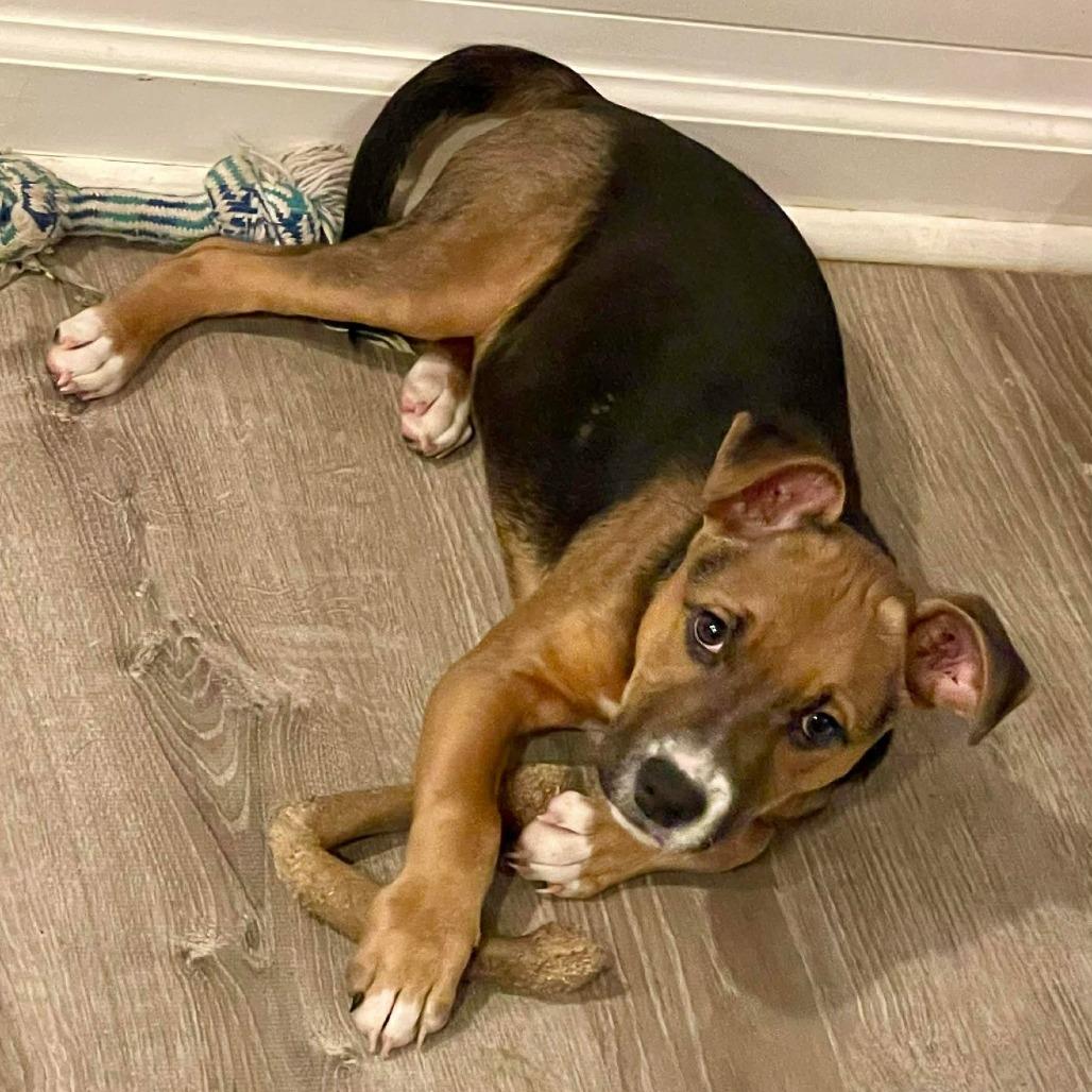 Bruce, Adoptable, Puppy Male Mountain Cur & Terrier.