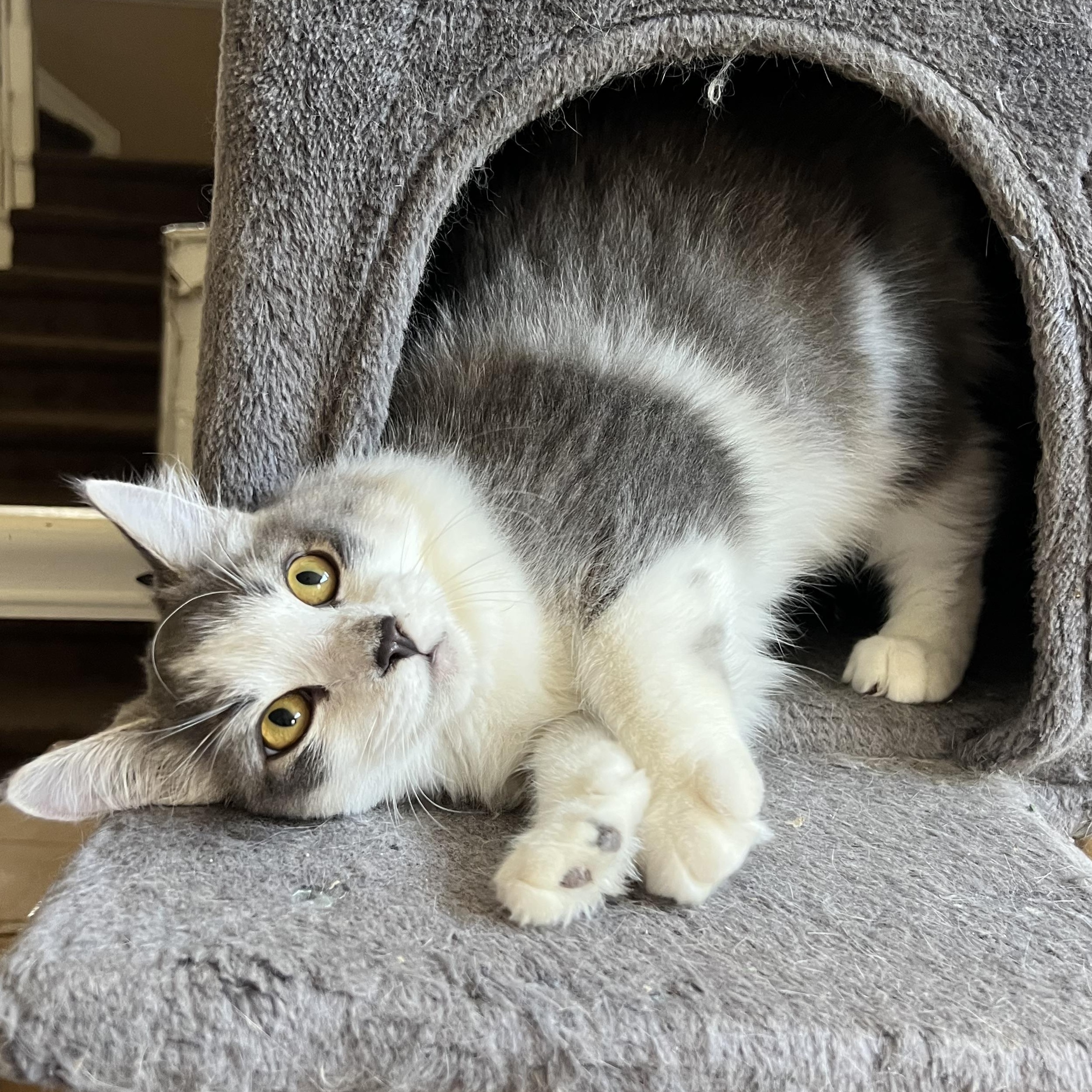 Enlarge HD Baby 2, a Adoptable Domestic Long Hair in Glendora, CA image 3/6