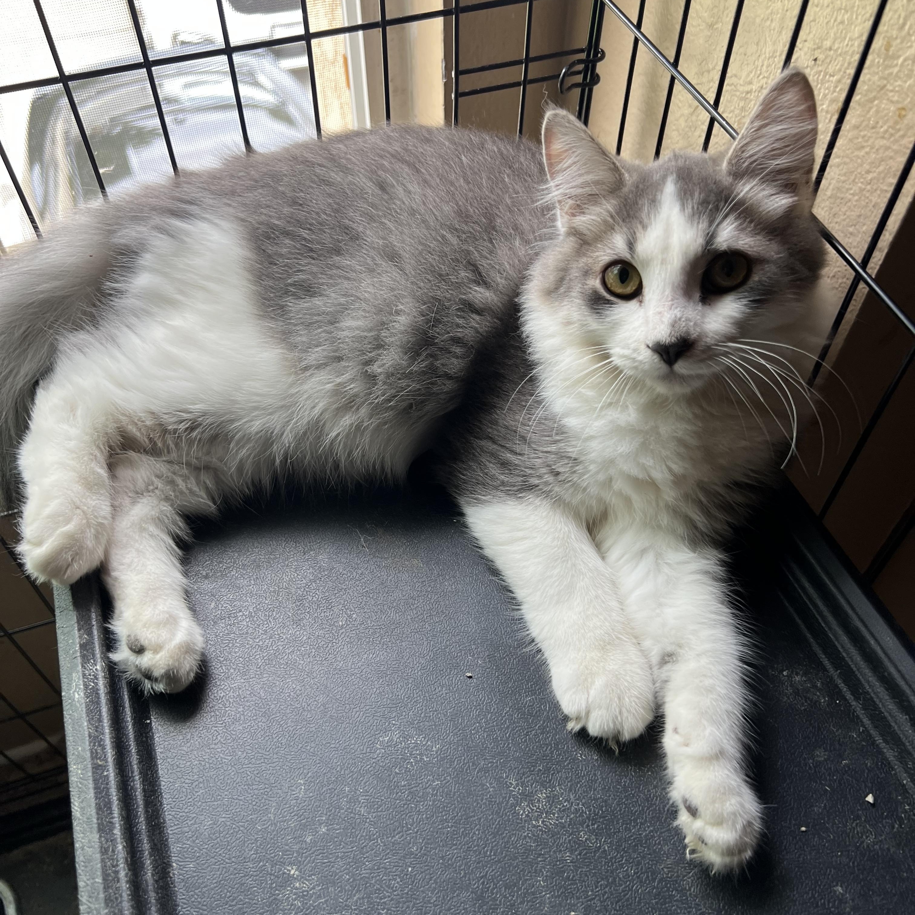 Enlarge HD Baby 2, a Adoptable Domestic Long Hair in Glendora, CA image 6/6