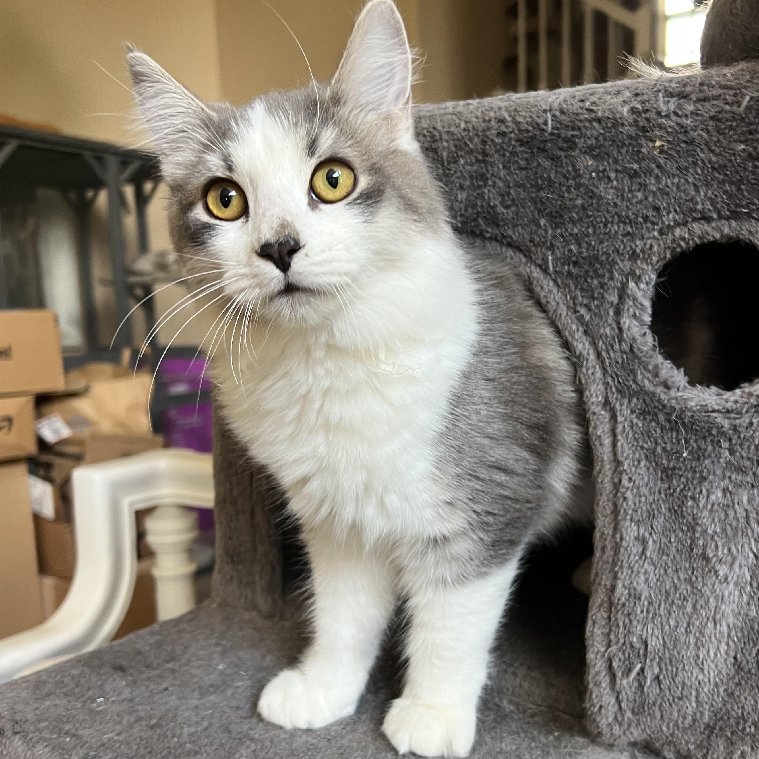 Enlarge HD Baby 2, a Adoptable Domestic Long Hair in Glendora, CA image 5/6