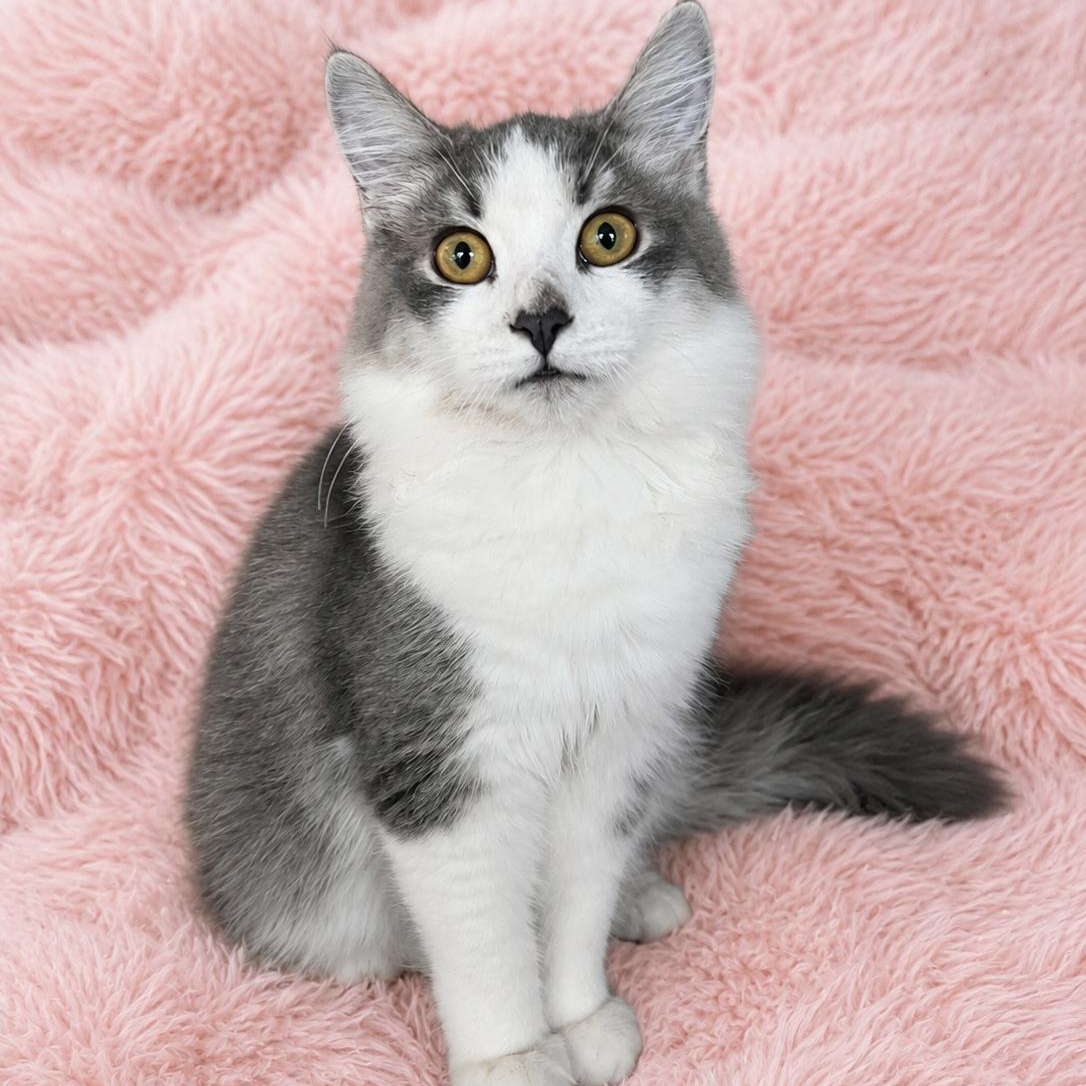 Enlarge HD Baby 2, a Adoptable Domestic Long Hair in Glendora, CA image 2/6