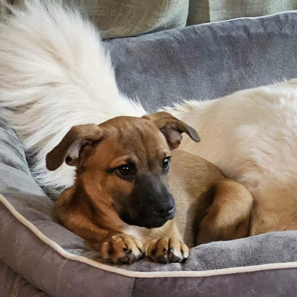 Elric SH — thumbnail 2