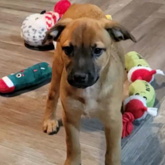 Elric SH — thumbnail 3