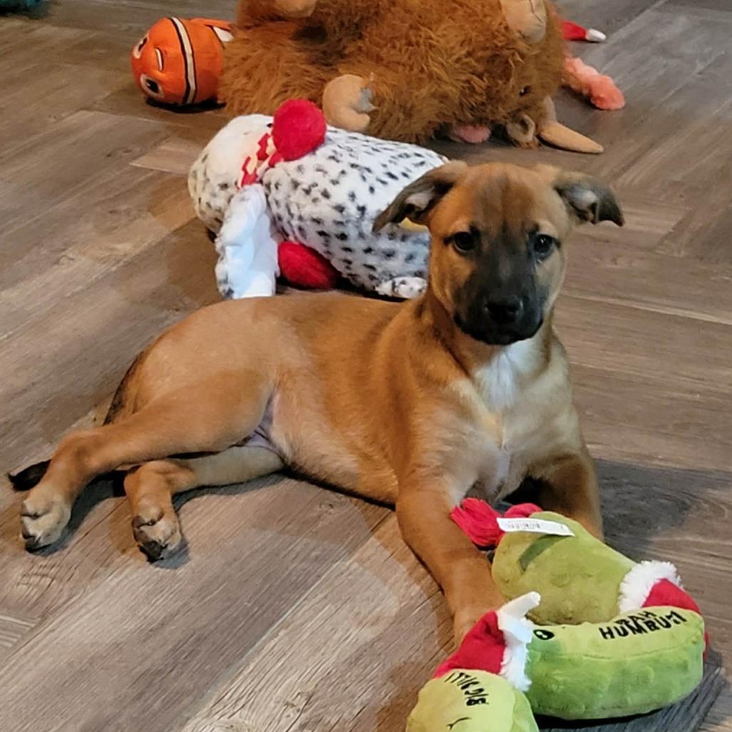 Elric SH — thumbnail 4