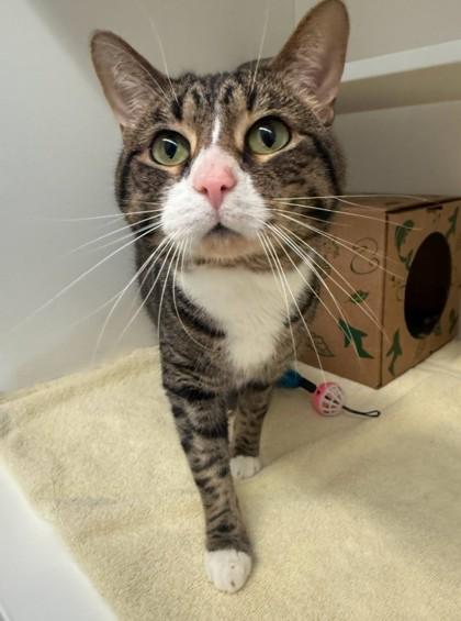 Ollie, Adoptable, Adult Male Domestic Short Hair & Domestic Short Hair.