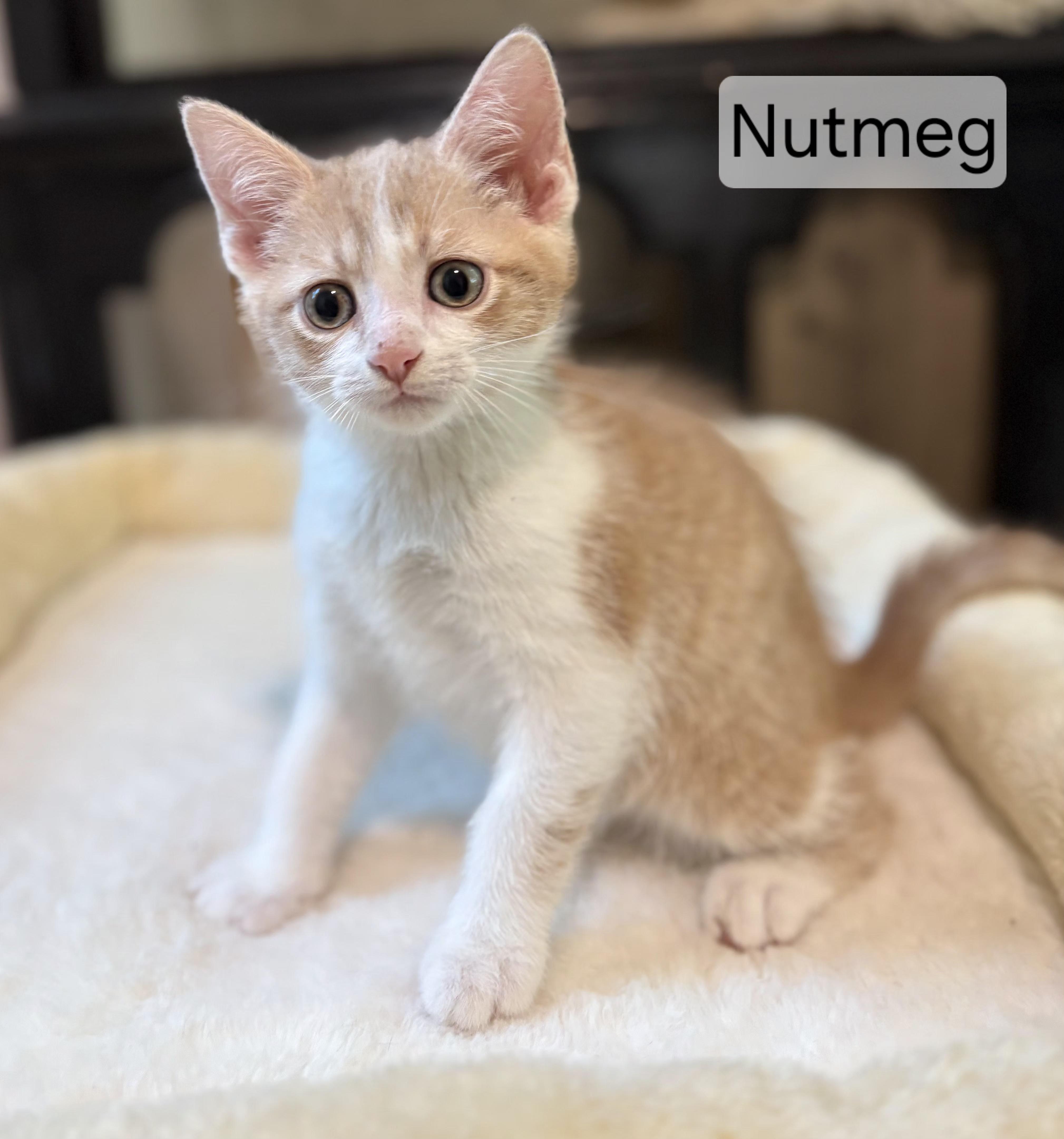 Nutmeg, ADOPTABLE, Young Male Domestic Short Hair.