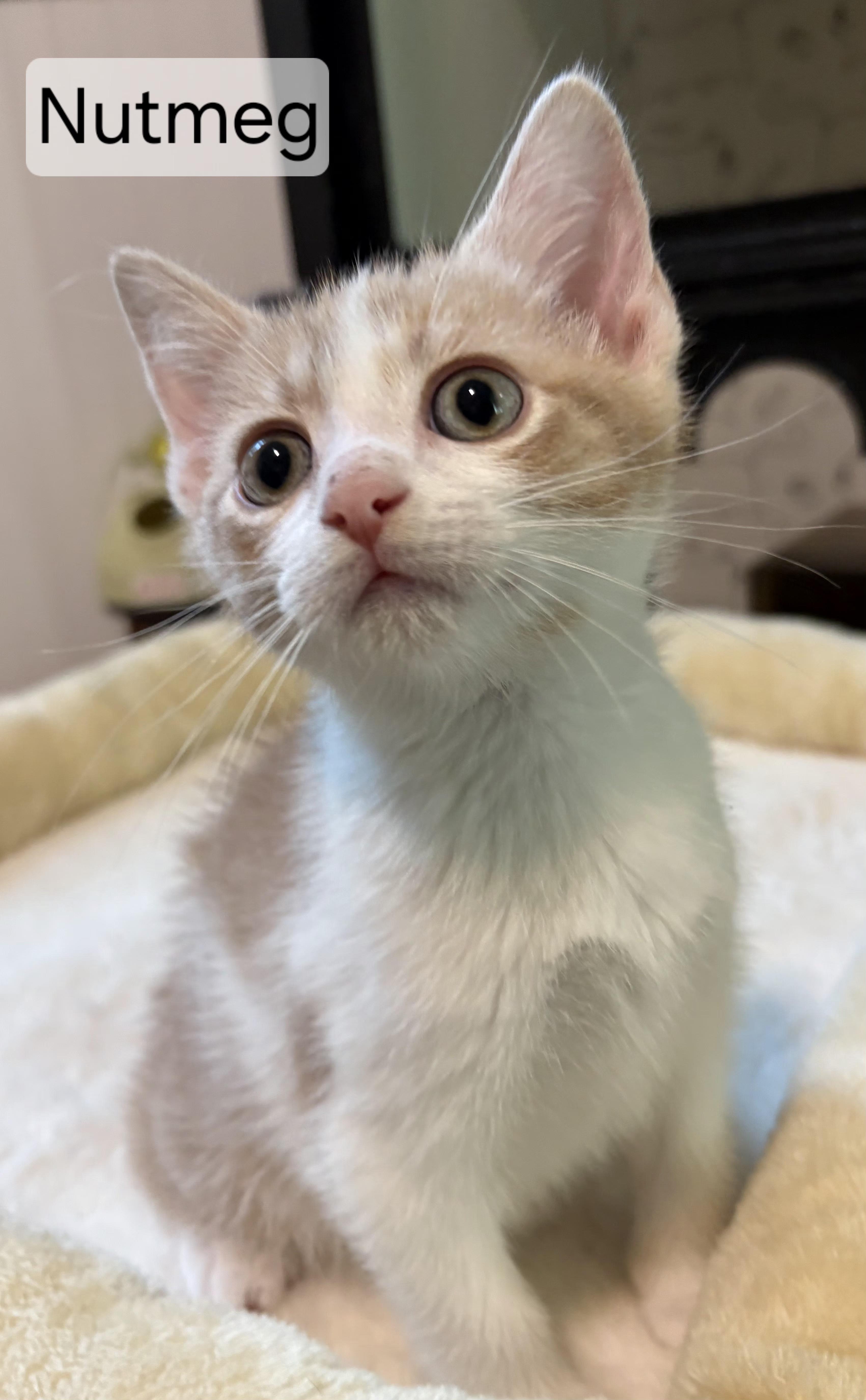 Enlarge Nutmeg, a ADOPTABLE Domestic Short Hair in Aurora, NE image 2/2