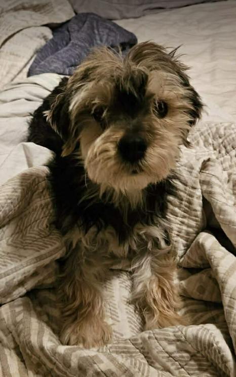 Newt in RI, Adoptable, Adult Male Terrier.