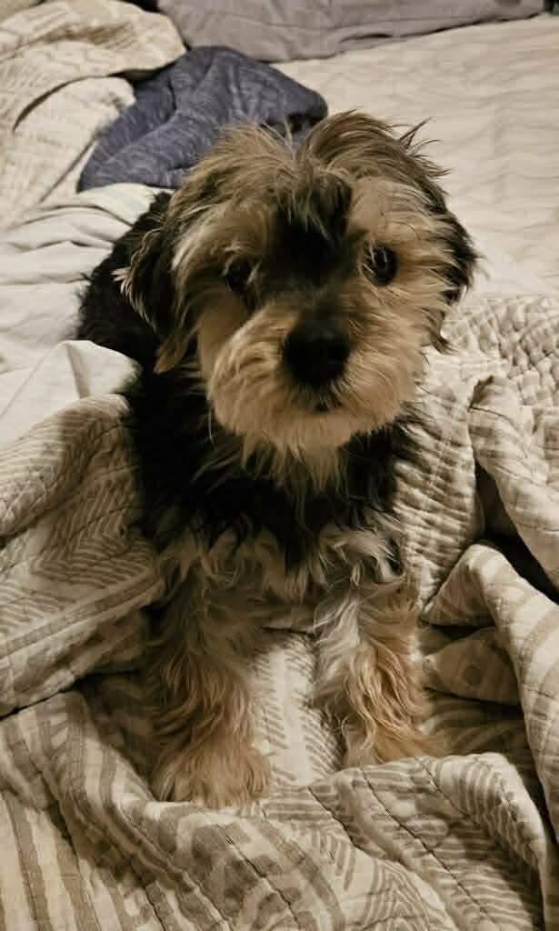 Enlarge Newt in RI, a Adoptable Terrier in Cranston, RI image 2/3