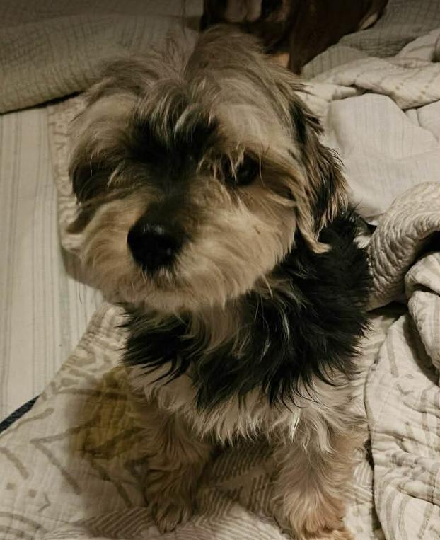 Enlarge Newt in RI, a Adoptable Terrier in Cranston, RI image 3/3