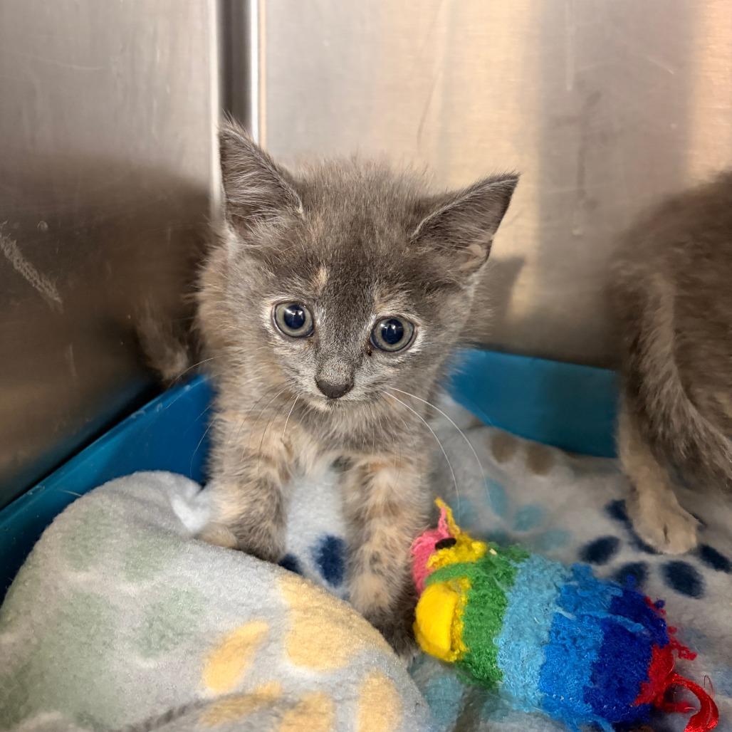 Poppy, Adoptable, Kitten Female Domestic Short Hair.