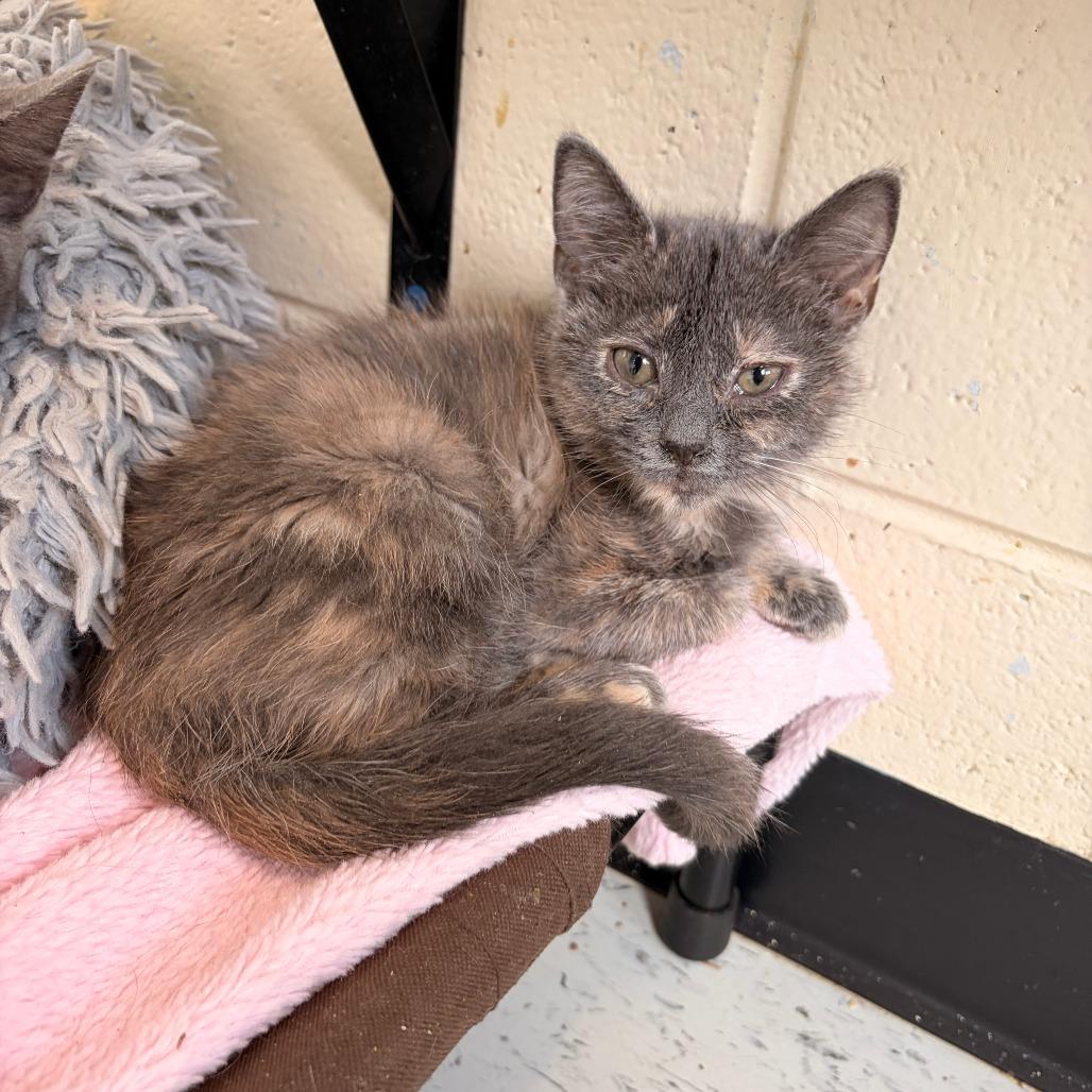 Enlarge Poppy, a Adoptable Domestic Short Hair in Franklin, NC image 2/2
