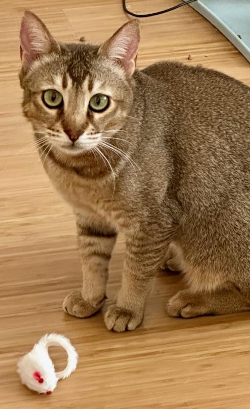 Cleo, an adoptable Abyssinian, Chausie in Whittier, CA, 90608 | Photo Image 5