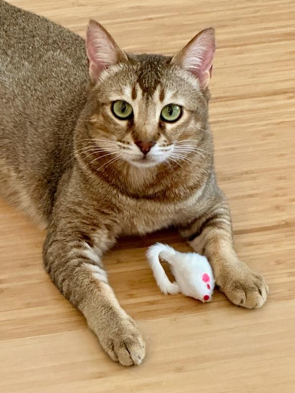Cleo, an adoptable Abyssinian, Chausie in Whittier, CA, 90608 | Photo Image 6
