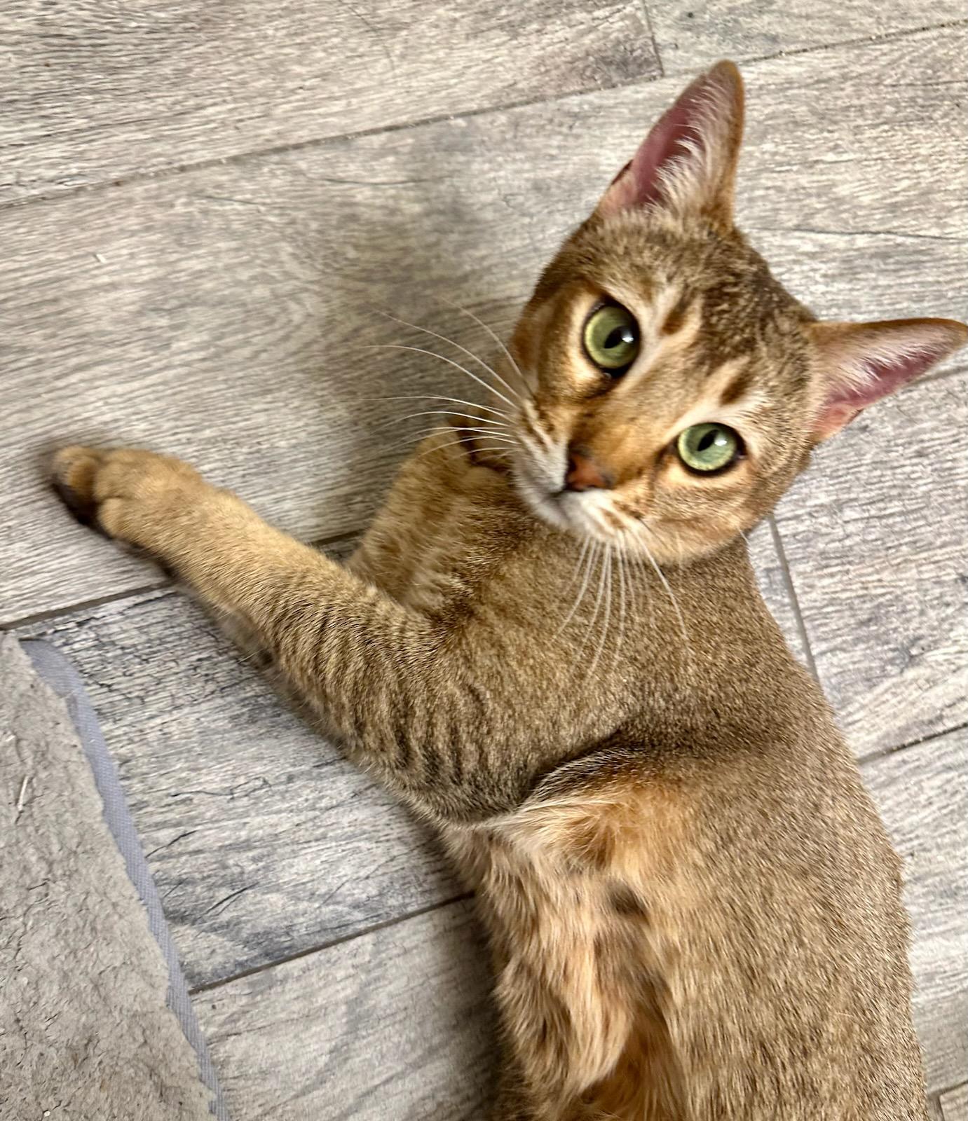 Cleo, an adoptable Abyssinian, Chausie in Whittier, CA, 90608 | Photo Image 1