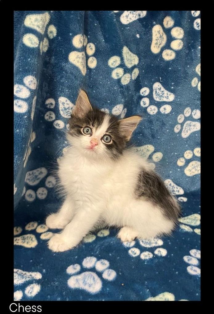 Chess, Adoptable, Kitten Male Domestic Medium Hair.