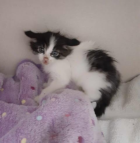 Enlarge Chess, a Adoptable mixed breed in Chino Valley, AZ image 2/2