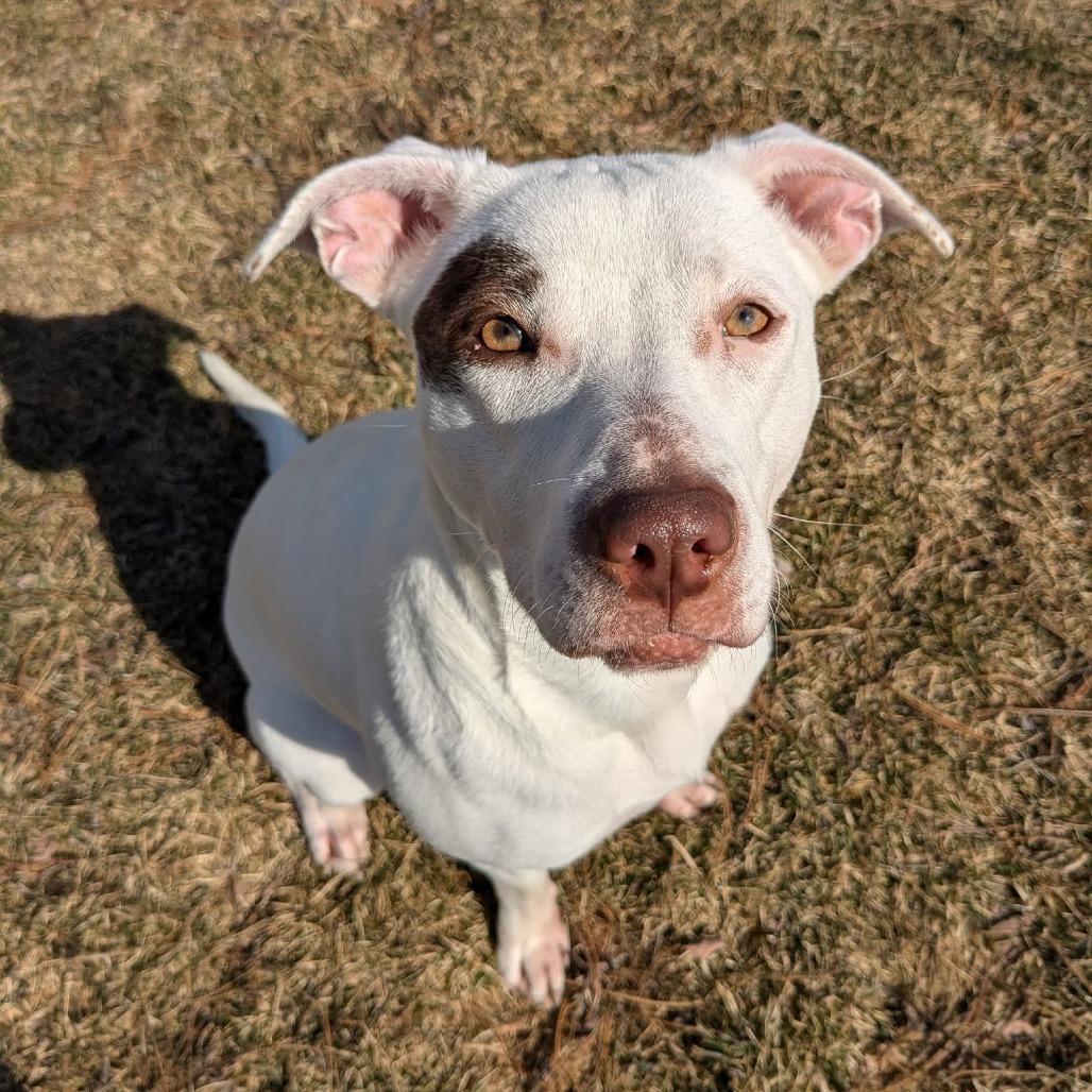 Rosie, Adoptable, Adult Female Mixed Breed.