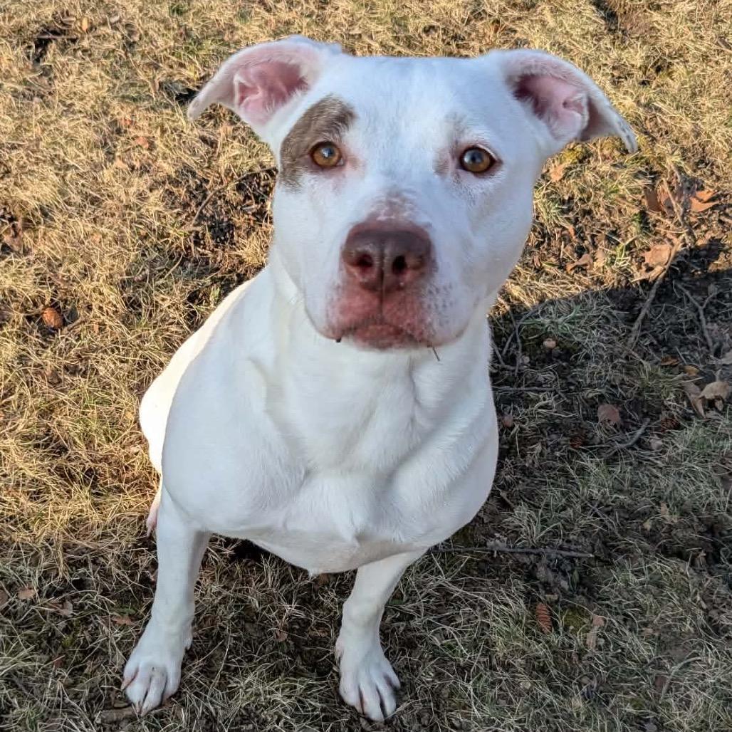 Enlarge Rosie, a Adoptable Mixed Breed in Monroe, MI image 2/6