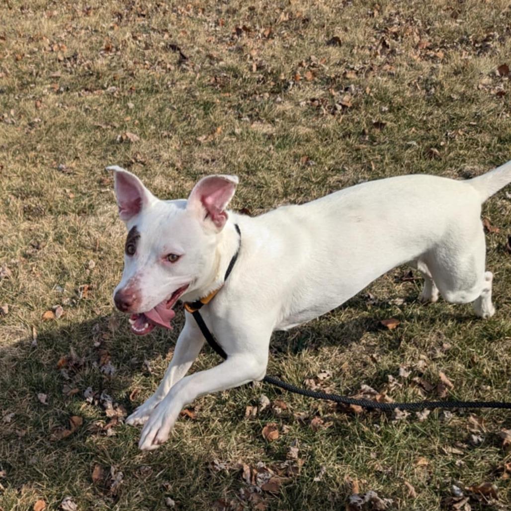 Enlarge Rosie, a Adoptable Mixed Breed in Monroe, MI image 3/6