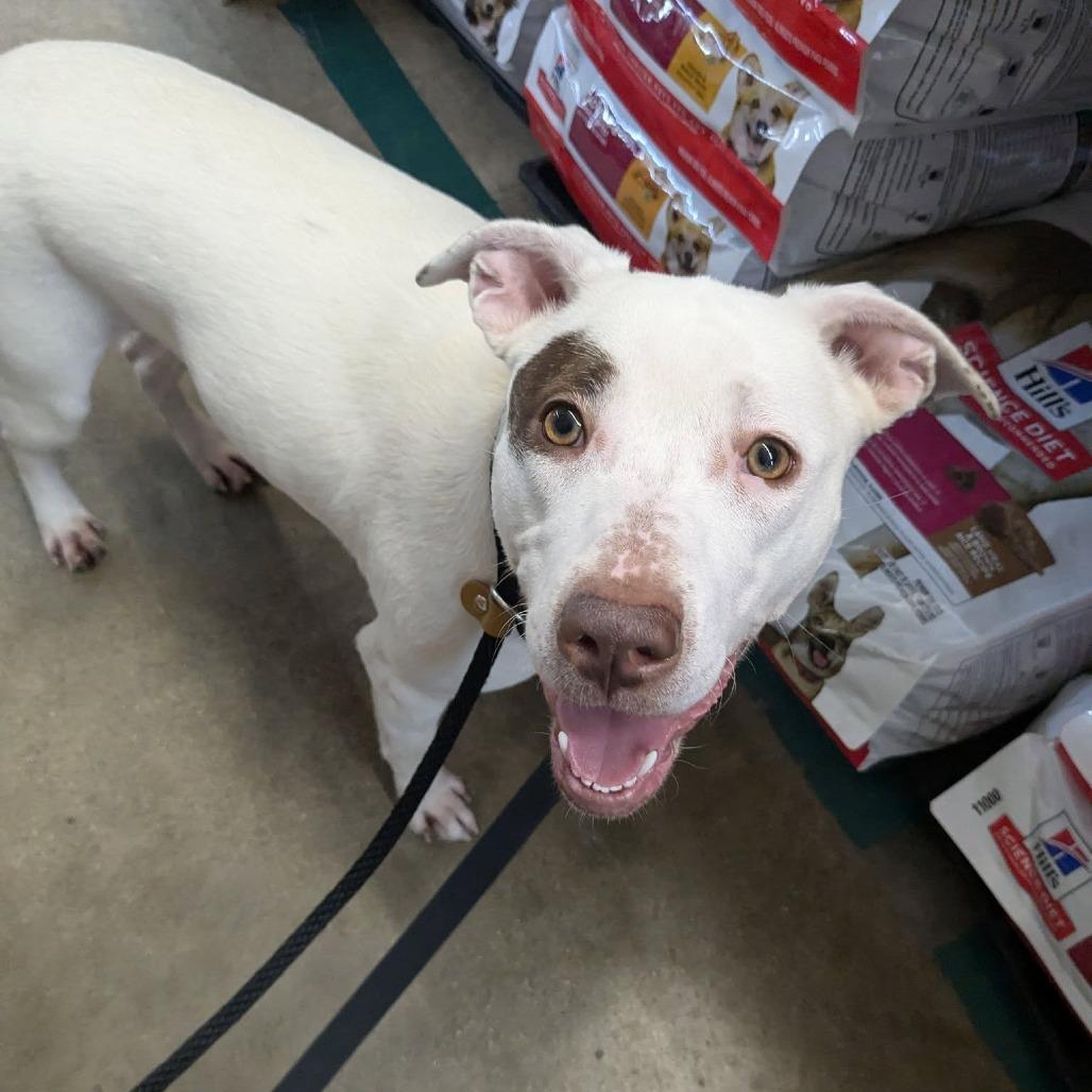 Enlarge Rosie, a Adoptable Mixed Breed in Monroe, MI image 4/6