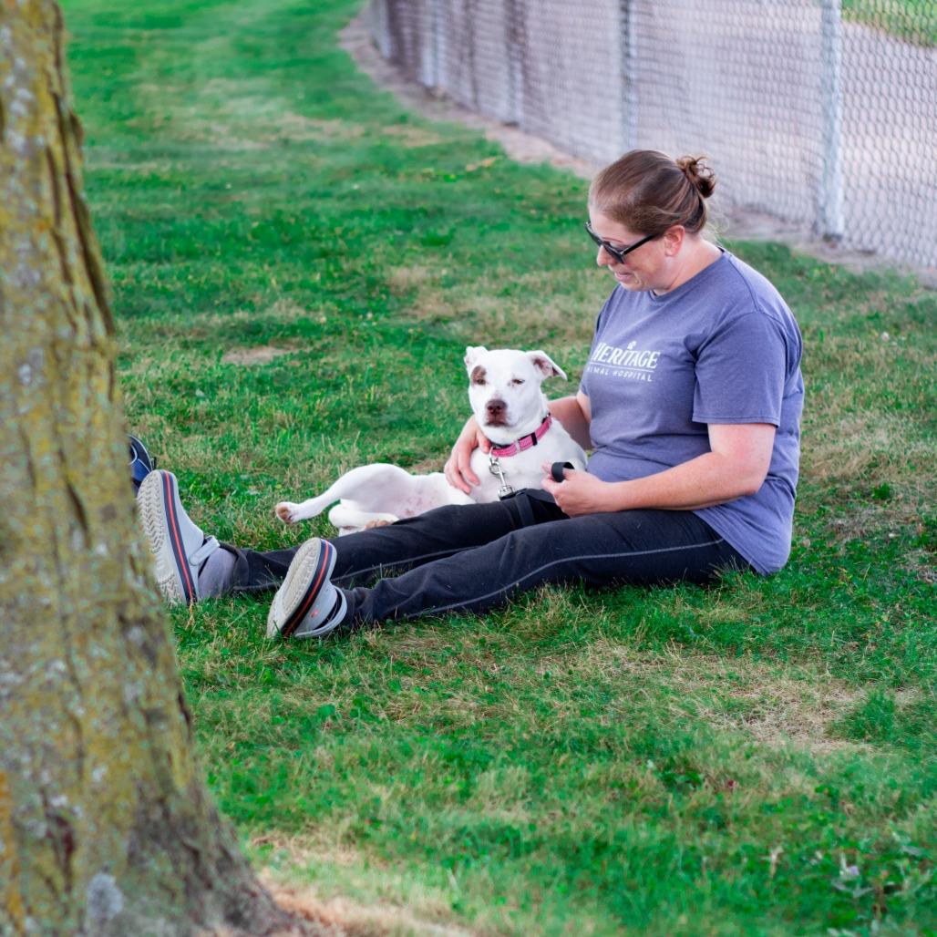 Enlarge Rosie, a Adoptable Mixed Breed in Monroe, MI image 4/6