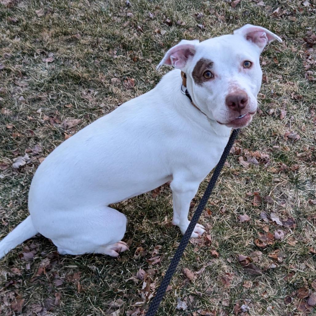 Enlarge Rosie, a Adoptable Mixed Breed in Monroe, MI image 5/6