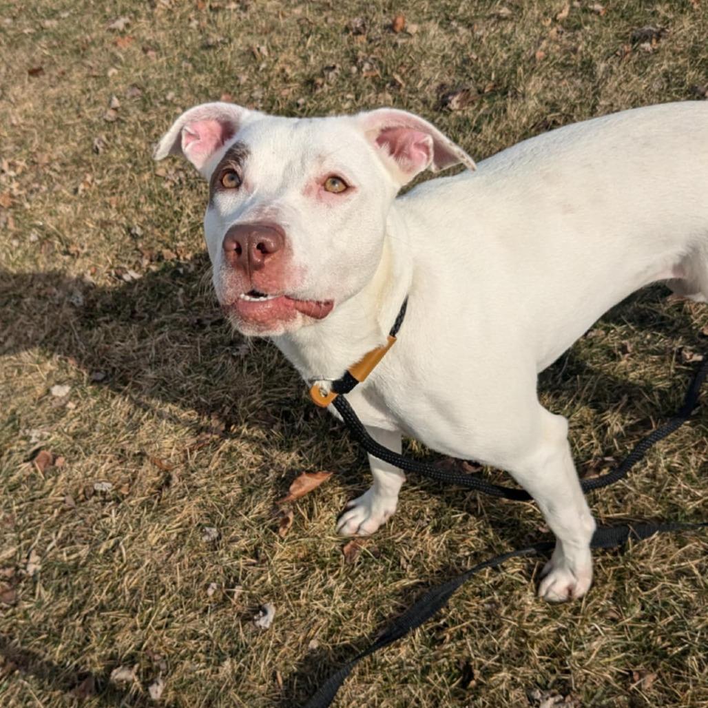 Enlarge Rosie, a Adoptable Mixed Breed in Monroe, MI image 6/6