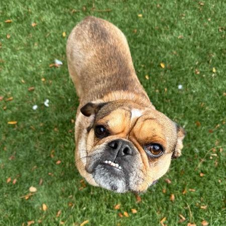 Enlarge Pugsworth, a Adoptable mixed breed in Naperville, IL image 1/3