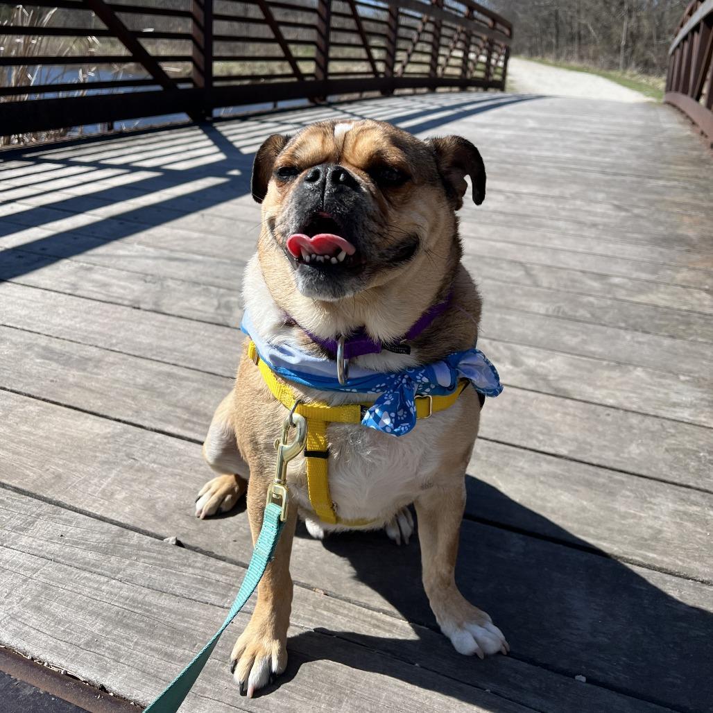 Enlarge Pugsworth, a Adoptable mixed breed in Naperville, IL image 2/6