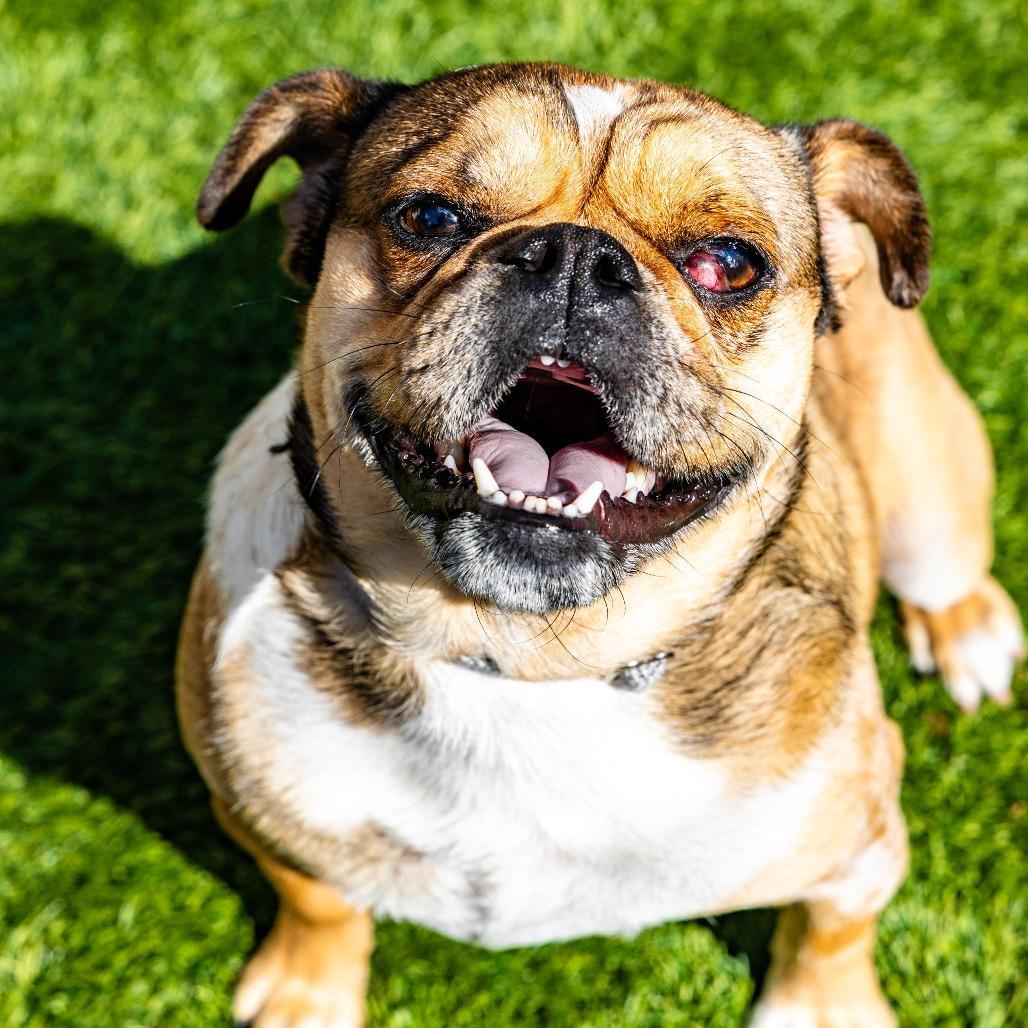 Enlarge Pugsworth, a Adoptable mixed breed in Naperville, IL image 2/3