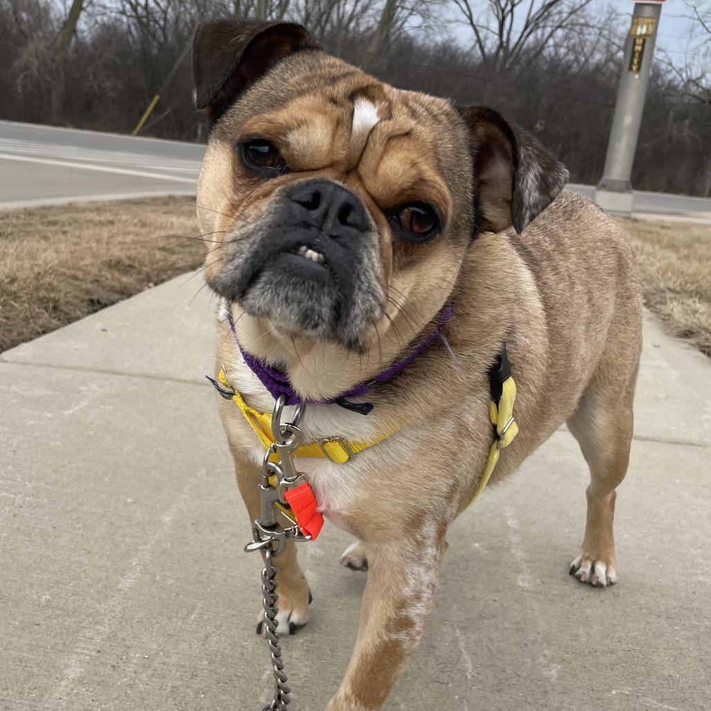 Enlarge Pugsworth, a Adoptable mixed breed in Naperville, IL image 3/6