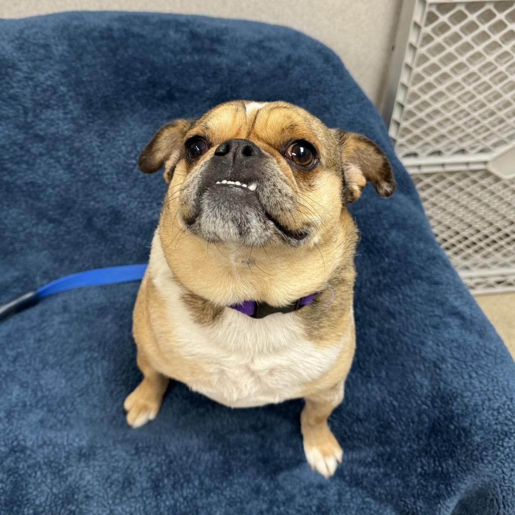 Enlarge Pugsworth, a Adoptable mixed breed in Naperville, IL image 5/6