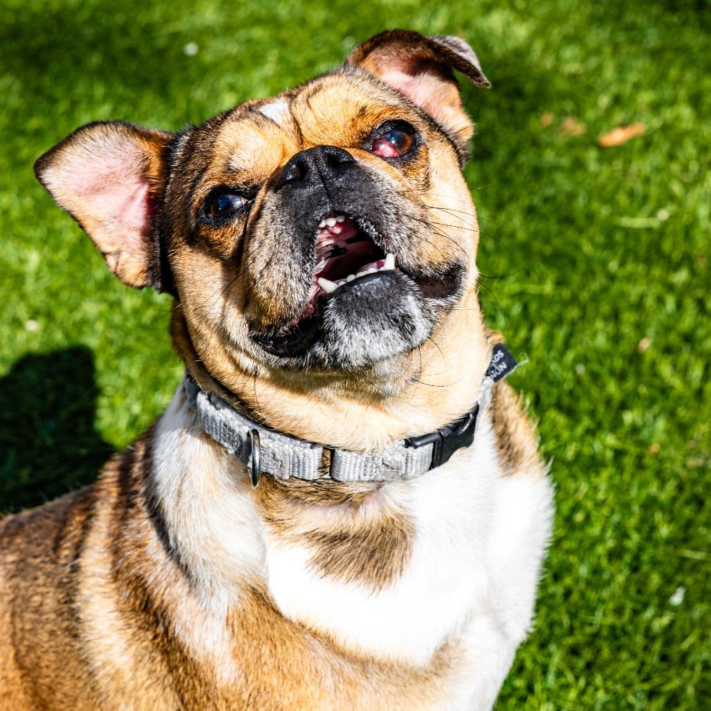 Enlarge Pugsworth, a Adoptable mixed breed in Naperville, IL image 2/2