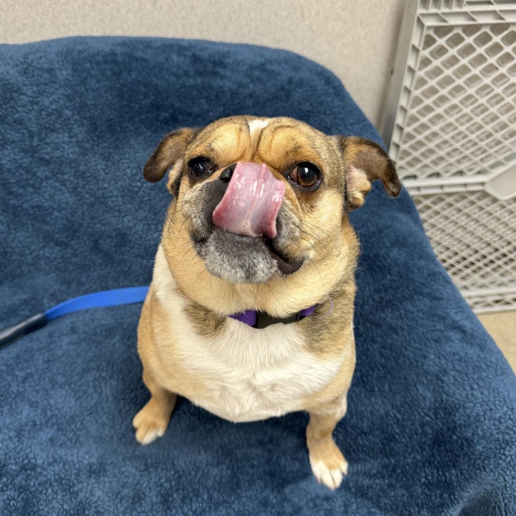 Pugsworth thumbnail 5