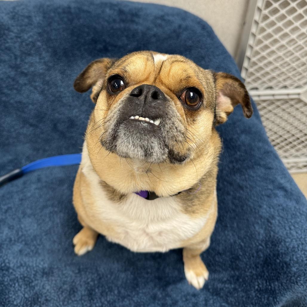 Enlarge Pugsworth, a Adoptable mixed breed in Naperville, IL image 6/6