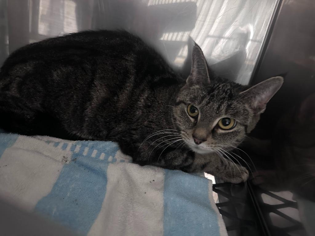 Sandy (Sister of Danny)