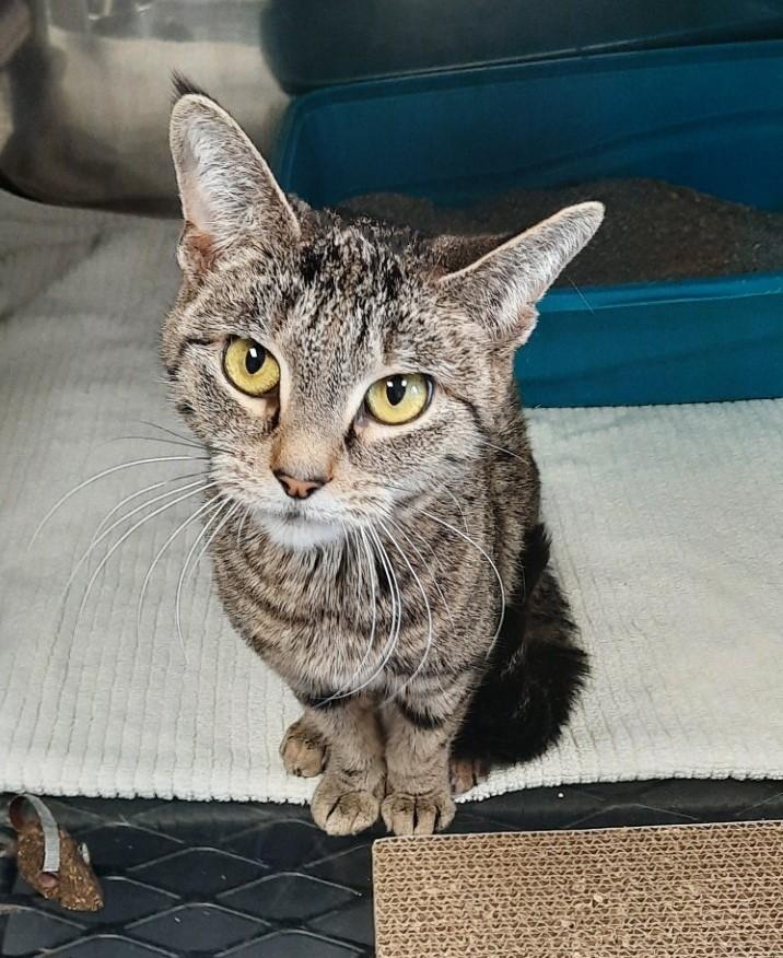 Enlarge Sandy (Sister of Danny), a Adoptable Domestic Short Hair in Floyd, VA image 4/5