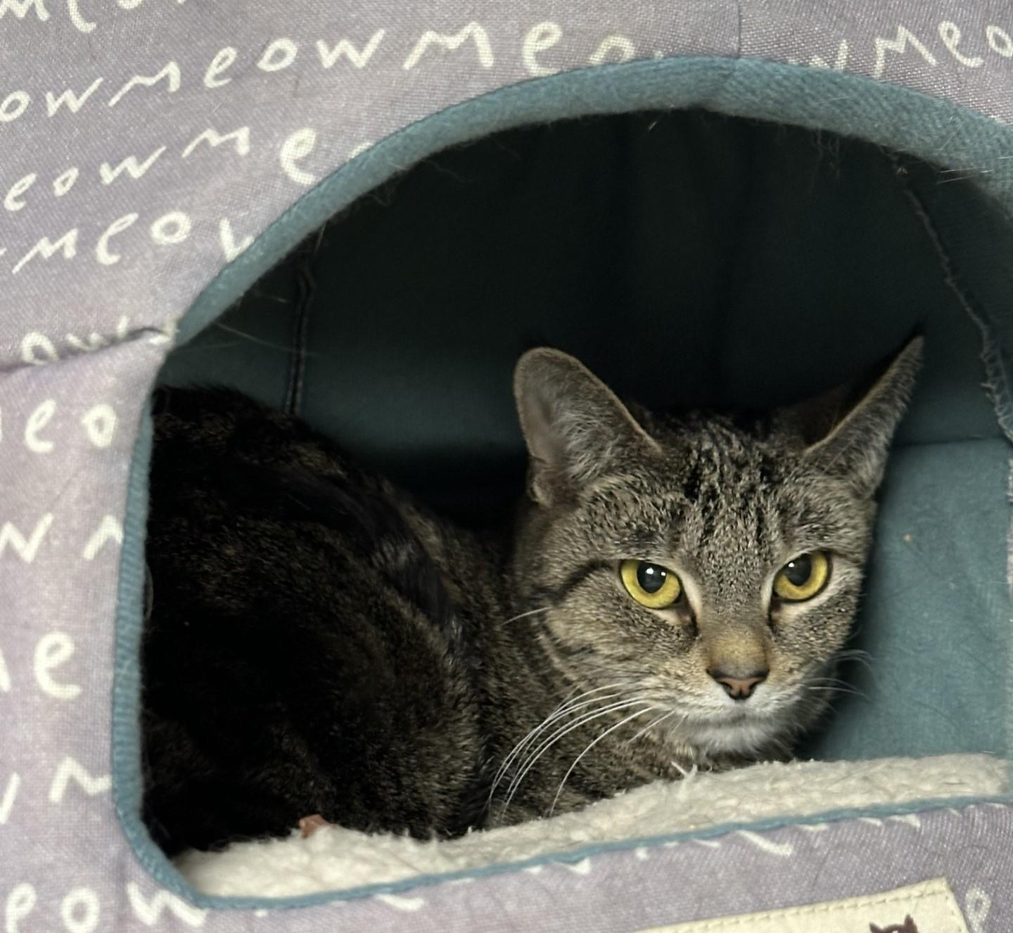 Enlarge Sandy (Sister of Danny), a Adoptable Domestic Short Hair in Floyd, VA image 5/5