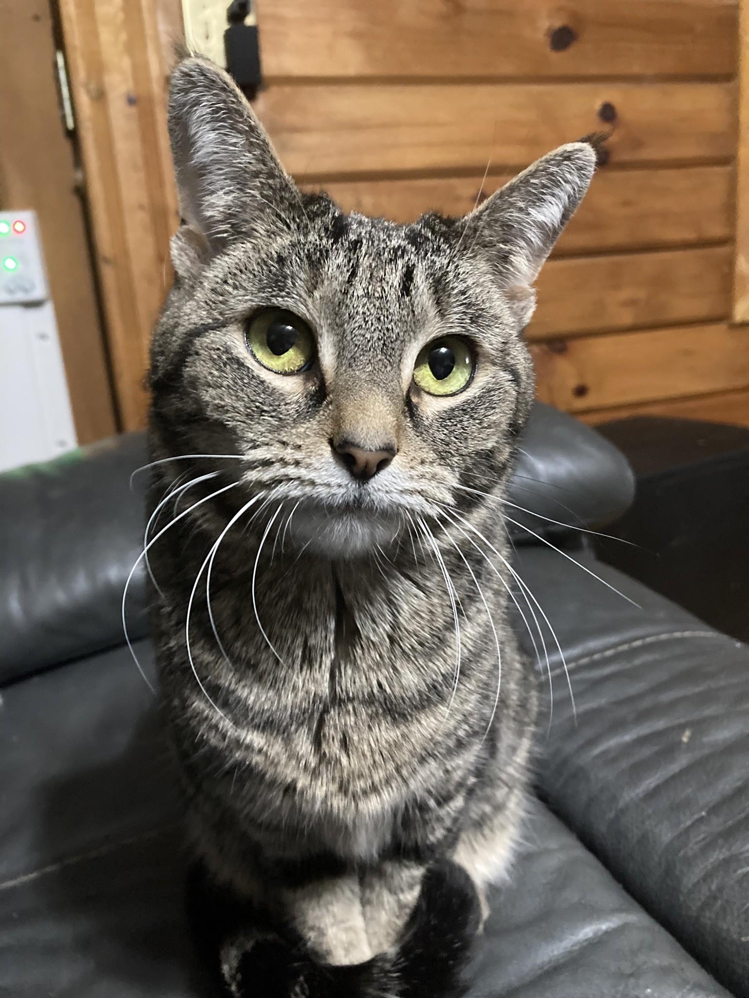 Sandy , Adoptable, Adult Female Domestic Short Hair.