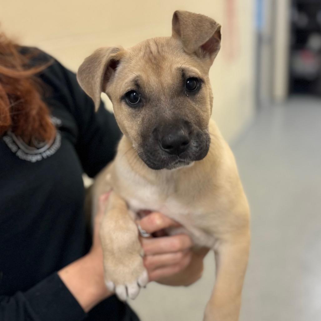 Enlarge Dorothy, a Adoptable Mixed Breed in Hendersonville, NC image 1/5