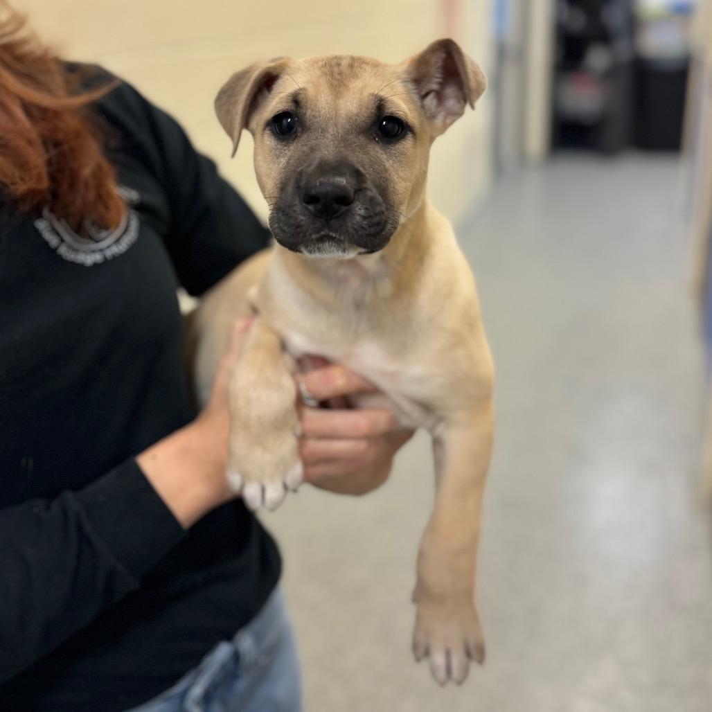 Enlarge Dorothy, a Adoptable Mixed Breed in Hendersonville, NC image 2/5