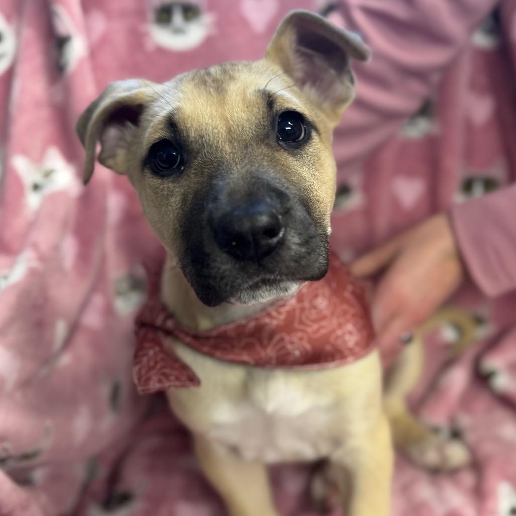 Enlarge Dorothy, a Adoptable Mixed Breed in Hendersonville, NC image 3/5