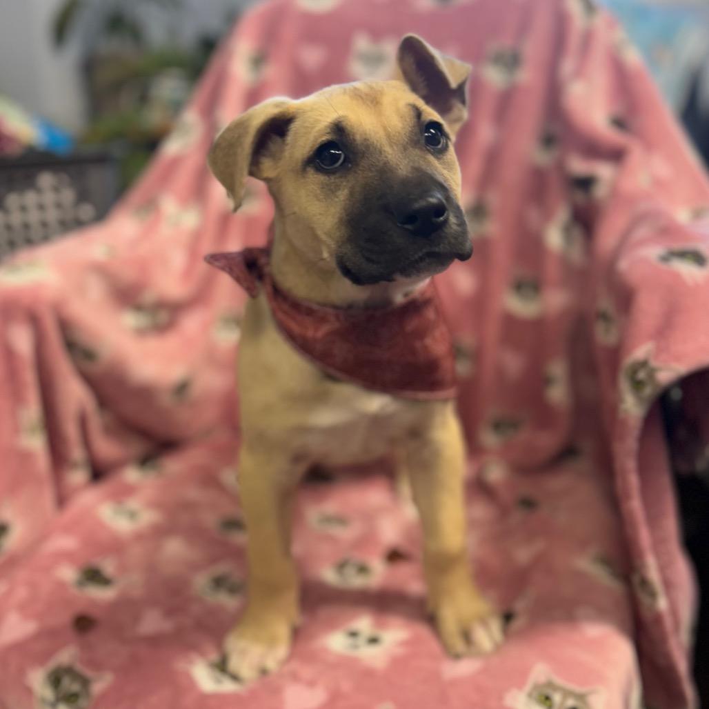 Enlarge Dorothy, a Adoptable Mixed Breed in Hendersonville, NC image 4/5