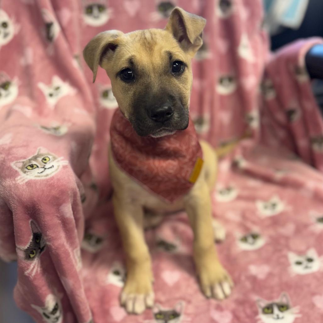 Enlarge Dorothy, a Adoptable Mixed Breed in Hendersonville, NC image 5/5