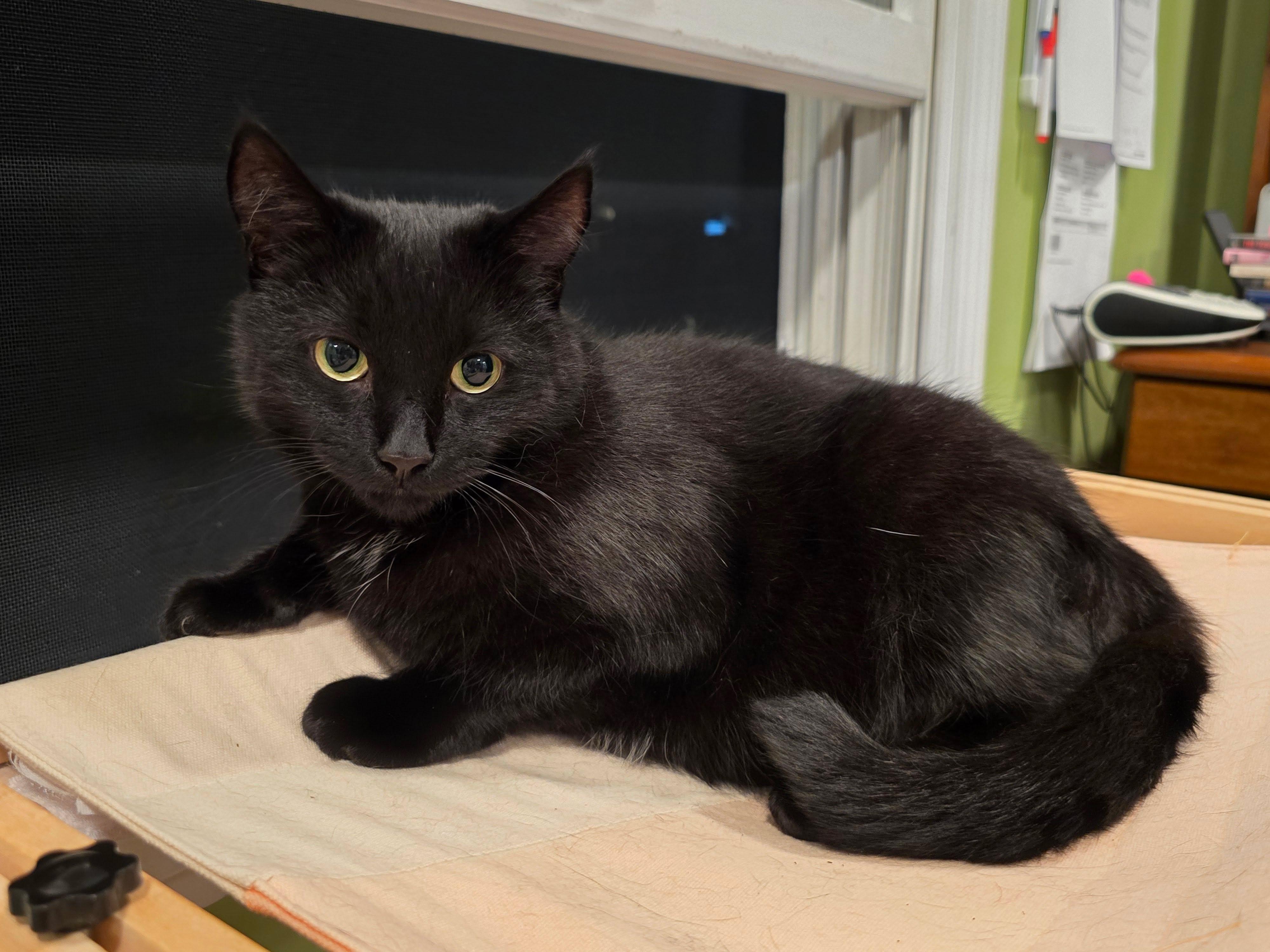 Bailey, Adoptable, Adult Female Domestic Short Hair.