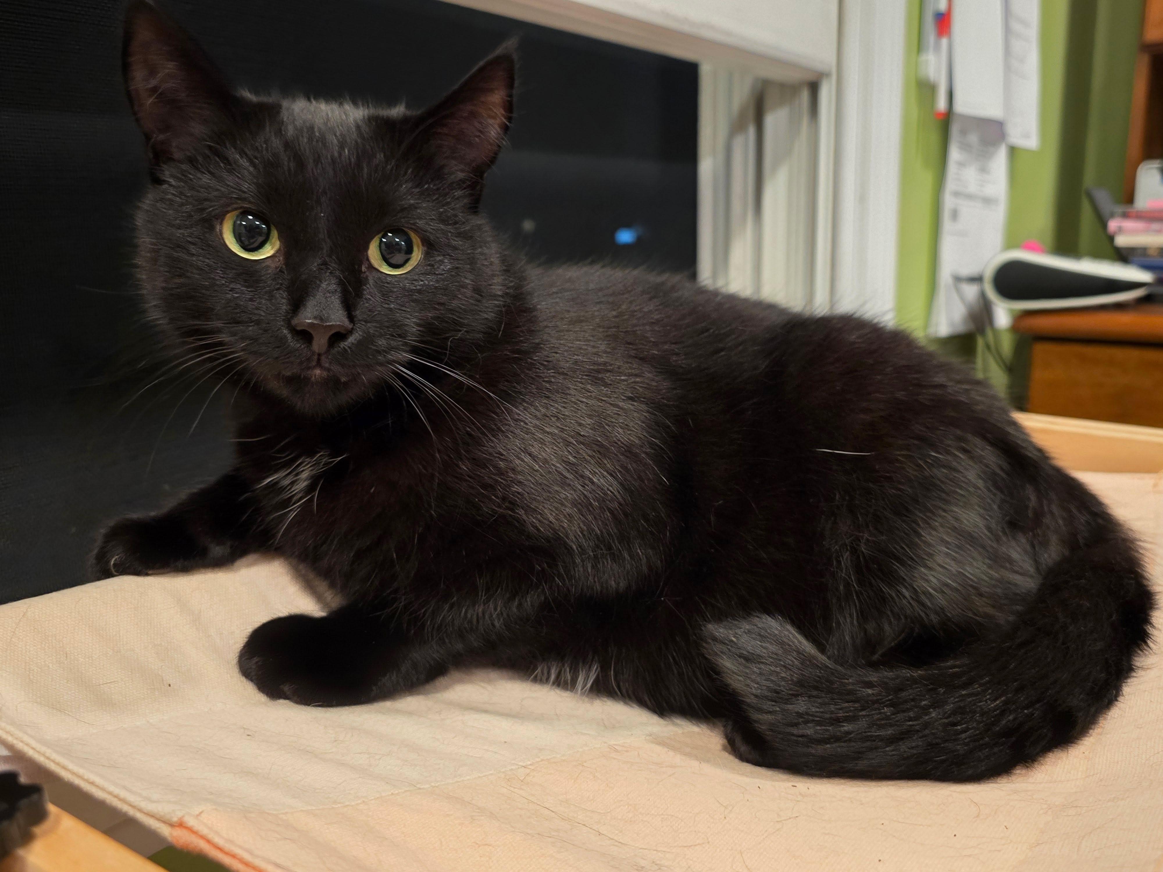 Enlarge Bailey, a Adoptable Domestic Short Hair in Enfield, CT image 2/6