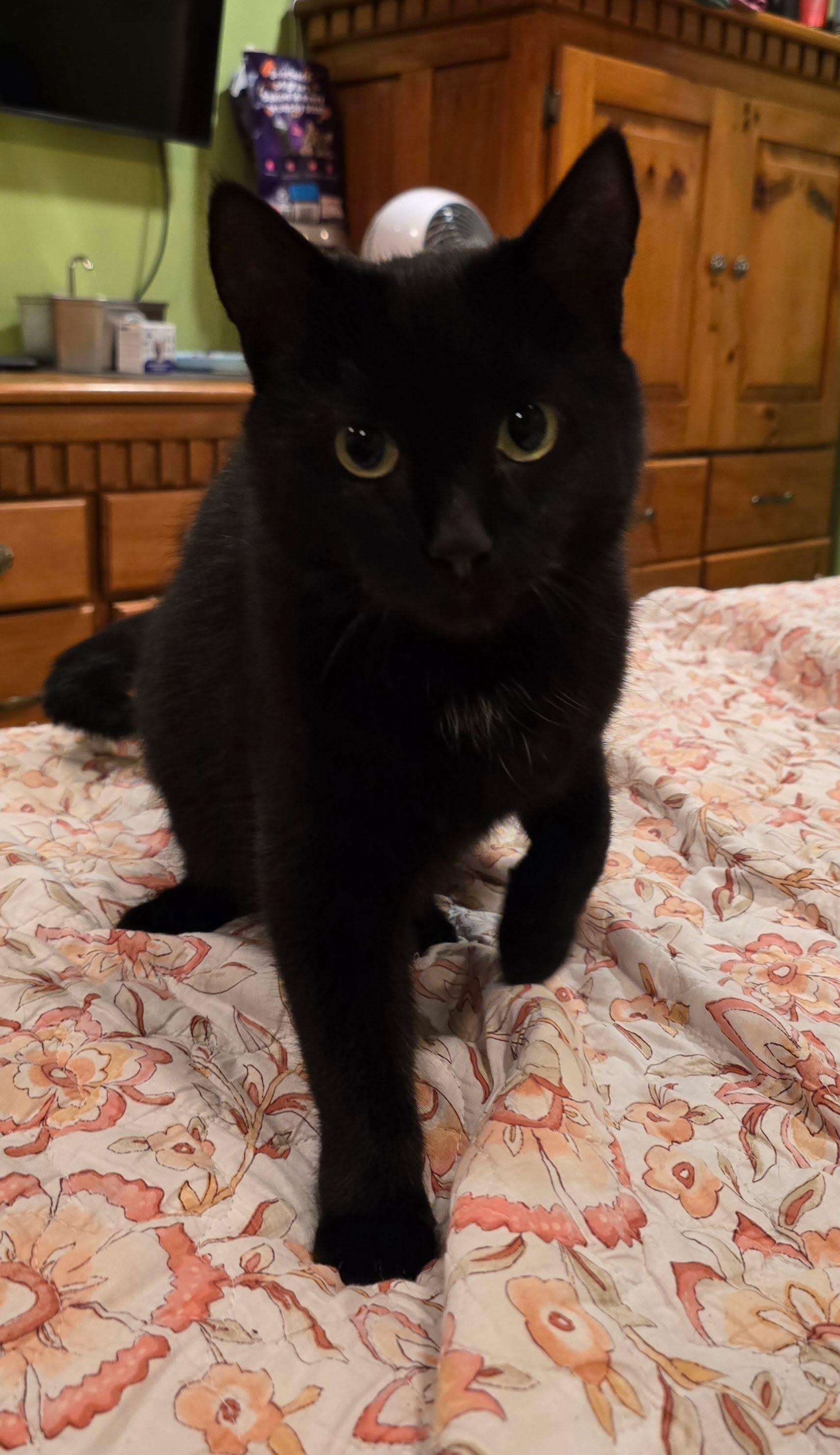 Enlarge Bailey, a Adoptable Domestic Short Hair in Enfield, CT image 3/6