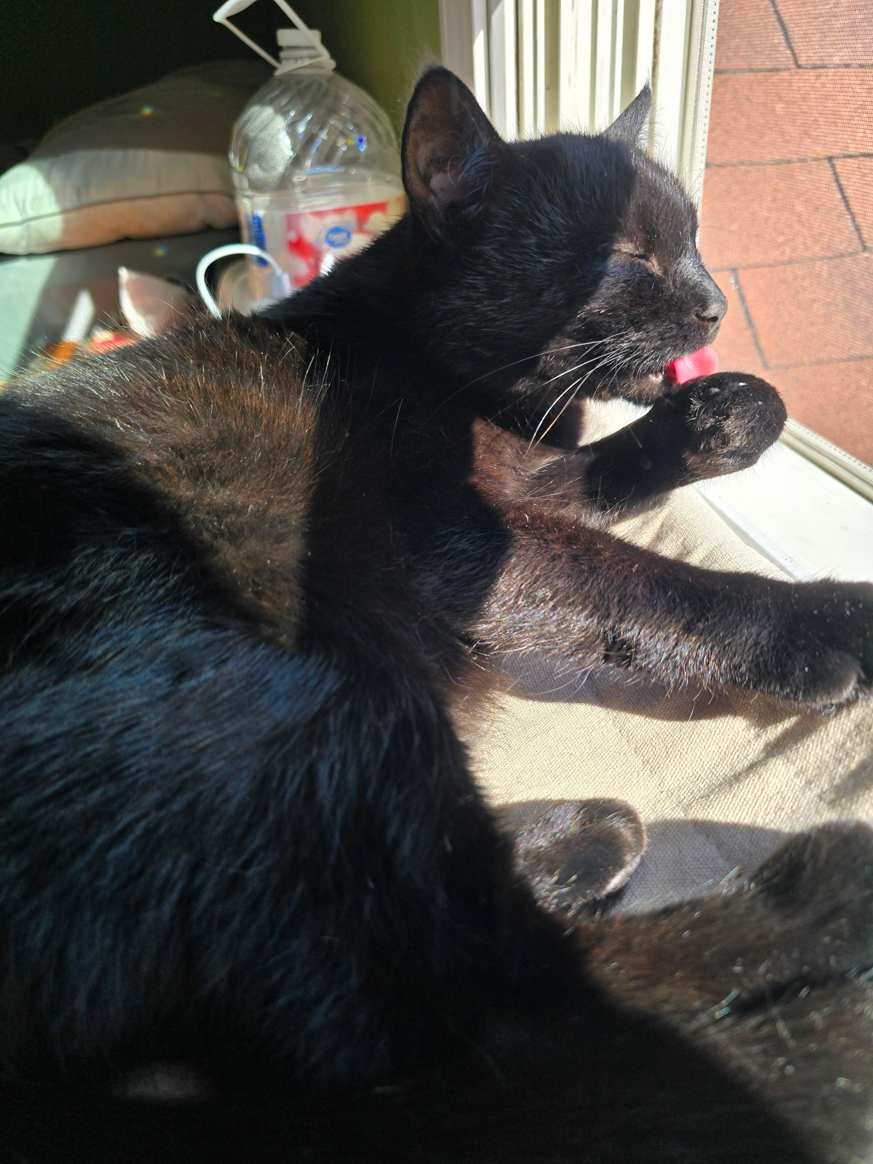 Enlarge Bailey, a Adoptable Domestic Short Hair in Enfield, CT image 4/6